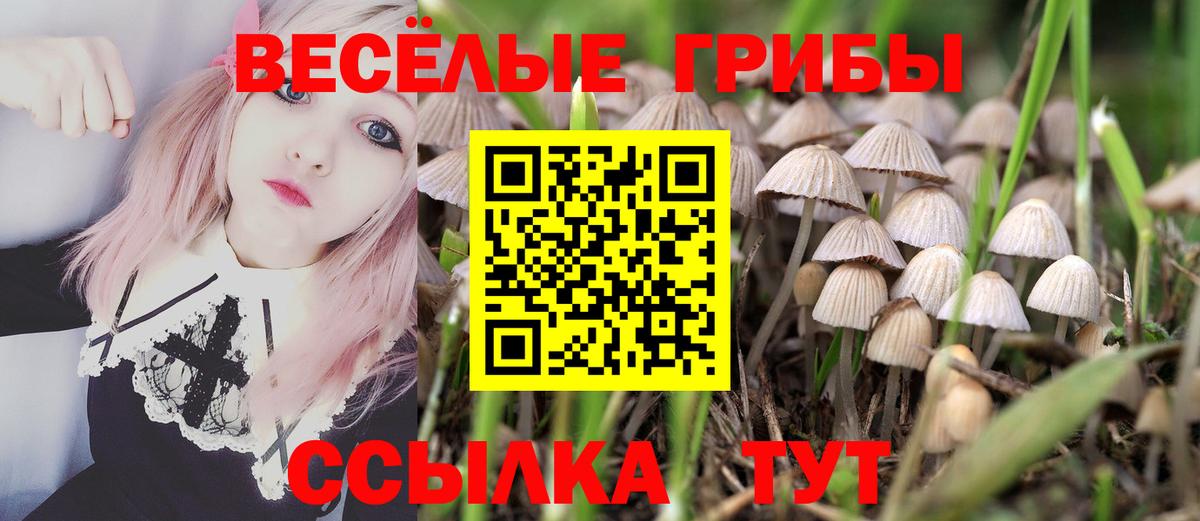 Галлюциногенные грибы Cubensis Асино